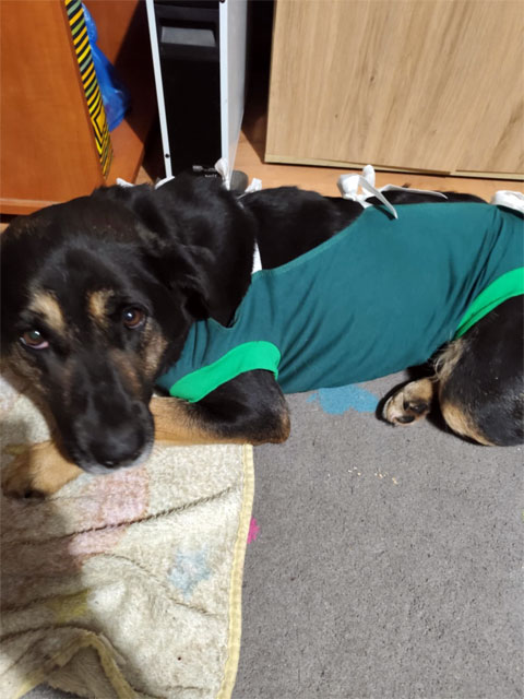 Auch dieser Hund hat keinen Namen